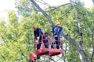 綠化公司人員在第三郡修剪樹椏。