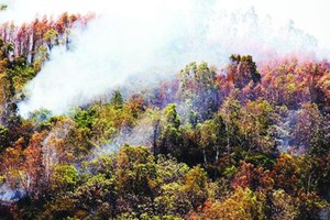 圖為埵石山樹林火警現場。（圖源：玉威）
