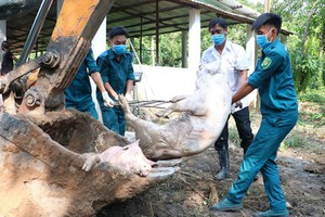 職能力量將感染非洲豬瘟死亡的豬隻進行銷毀。（圖源：T.T）