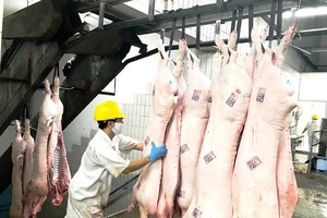 今年底預報會缺乏豬肉。