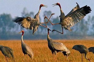 圖為同塔省三農縣鳥棲國家公園內的赤頸鶴。（示意圖源：互聯網） 