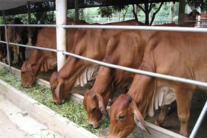 13個月來，逾1500頭牛和99頭水牛(總數約1600頭)尚未運往獲越南核准各莊園、屠宰場或無法追溯其去向。（圖源：越南農業）