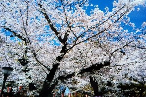 櫻花盛開的時節。