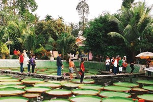 不少遊客排隊等上荷葉“打卡”。