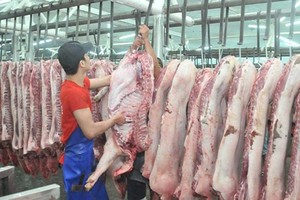 集散市場豬量大增價格下降。（示意圖源：TL） 