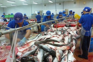 查魚價格大幅下降，導致不少養殖戶虧損嚴重。（示意圖源：互聯網）