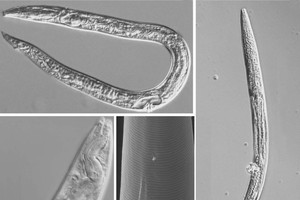俄羅斯科與普林斯頓大學的研究人員最近解凍了4萬年前凍結的永久凍土層中的沉積物樣本。  （圖源：互聯網）