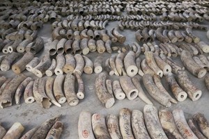 新加坡將全面禁止象牙製品銷售。（圖源：互聯網）