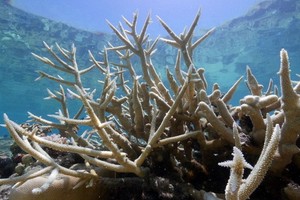 受氣候變暖影響，加速白化的澳大利亞大堡礁珊瑚。（圖源：Guardian）