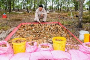 MAG 已安全地處理廣治省兆豐縣兆山鄉安琉村存放1414枚未引爆彈頭和引爆器的兩個地下彈藥庫。（圖源：MAG）