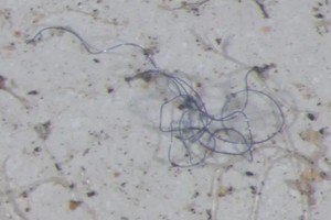 研究人員在雨水樣本中發現了五顏六色的微小的塑料纖維。 （圖源：美國地質調查局）