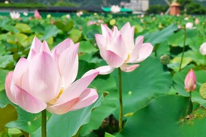 （示意圖源：互聯網）