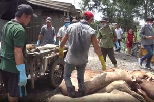 平政縣民兵參與處理豬瘟工作。（圖源：視頻截圖）
