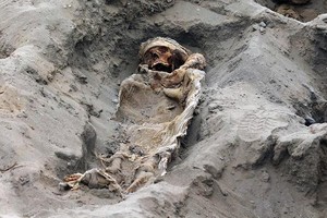 秘魯考古學家表示，他們在秘魯首都利馬北部奇穆文明遺址發掘出了227具屍體，從現場屍骨的尺寸判斷，這些都是兒童的屍體。（圖源：AFP）