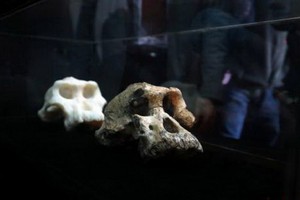 這一發現再次挑戰了我們對人類演化的看法。（圖源：互聯網）