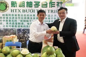 越南華人果農向廣西客戶推介新朝柚子。
