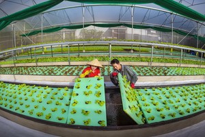 農民引進高新技術，提升農業生產價值。