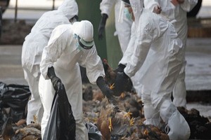 職能機關對感染病毒的雞群進行銷毀。（圖源：互聯網）