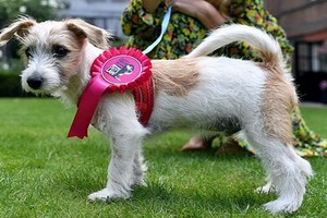 約翰遜女友卡麗·西蒙茲在社交媒體上發佈的“迪倫”照片。（圖源：互聯網）