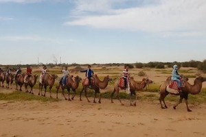 考察團隊騎駱駝！
