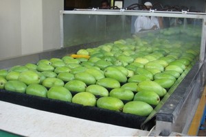 據悉，首批越南芒果已在上月輸往智利市場。（示意圖源：互聯網）