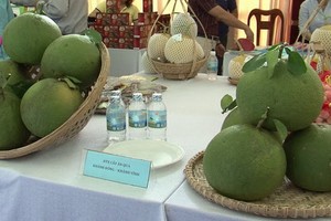 某水果展會上陳列的慶永綠皮柚。（圖源：互聯網）