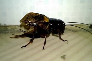 （示意圖源：互聯網）