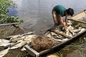 養殖業者把死魚撈上岸。（圖源：青團）
