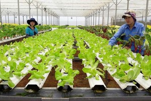 古芝縣發展高科技農業。（圖源：互聯網）