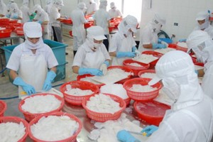 墨魚加工一瞥。（示意圖源：互聯網）