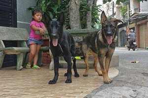 專家們勸告，養犬者帶寵物出門時要給狗狗戴上嘴套。