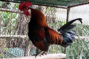 （示意圖源：互聯網）