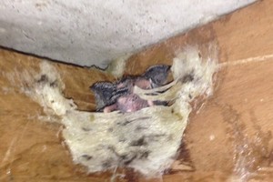 （示意圖源：互聯網）