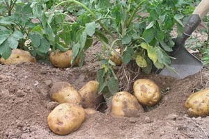 （示意圖源：互聯網）