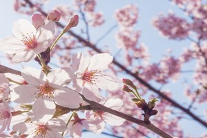 （示意圖源：互聯網）