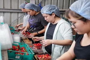 過去一年，持打工度假簽證來澳的人數激增了20%。（圖源：AAP）