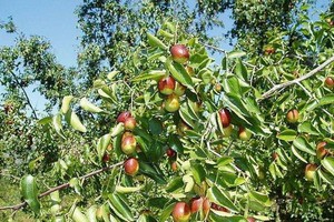 （示意圖源：互聯網）