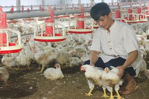 目前，每公斤雞肉的售價為2萬2000至2萬3000元，與月初的售價相比，每公斤上漲近1萬元。（示意圖源：兵源）