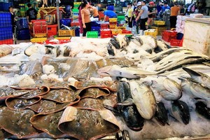 平田集散市場：目前多種飼養的淡水魚類價格比前幾個月上漲15%至35%。（圖源：田升）