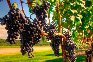 法國正式允許開展葡萄觀光採摘業務，葡萄園無須擔心非法用工的嫌疑。（圖源：互聯網）