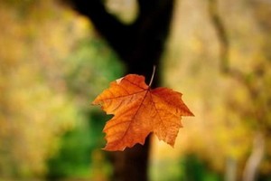 （示意圖源：互聯網）