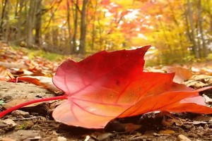 （示意圖源：互聯網）