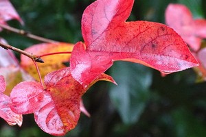 （示意圖源：互聯網）