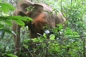 野象連續在德農省破壞農作物。（圖源：民智）