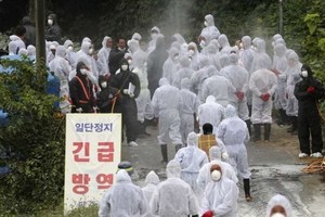 韓國的非洲豬瘟疫情正在蔓延。（圖源：AP）