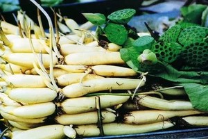 蓮藕（圖源：互聯網）