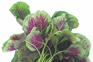 莧菜（圖源：互聯網）