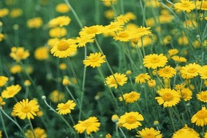 （示意圖源：互聯網）