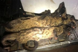 藏在車廂裡的兩隻已被屠宰的果子狸。（圖源：黃平）