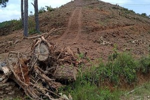 位於臨河縣南河鄉的20歲樹齡之松樹林遭砍伐一片光禿。（圖源：鄧俊）